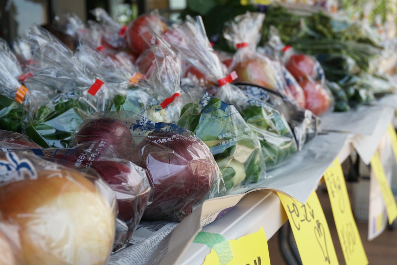 まち針 「 野菜の収穫祭 大根」-